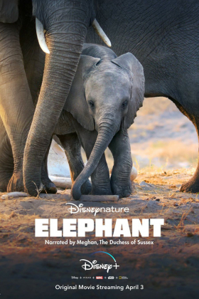 couverture film Éléphants