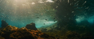 extrait film Évolution