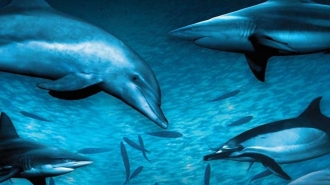 extrait film Océan Sauvage : Sardines mania