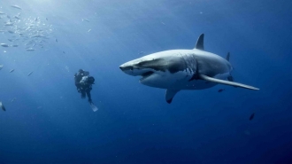 extrait film Océans