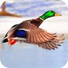 couverture jeu vidéo 2016 Wild Duck Hunting Underwater ~ My Little Ducks Shooting games