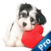 couverture jeu vidéo A Sad Puppy Pro : Cut the bone happy