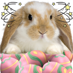 couverture jeu vidéo A Whack - A - Bunny HD
