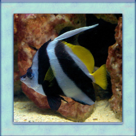 couverture jeu vidéo Angel Fish Simulator