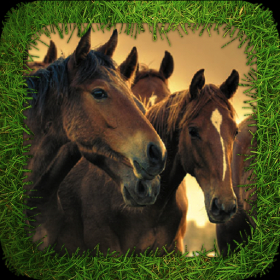couverture jeu vidéo Angry Horses