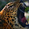 top 10 éditeur Animal Predator Hunting 3d Pro – Jungle Gun Shoot