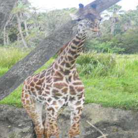 couverture jeu vidéo Animal Puzzle HD Free