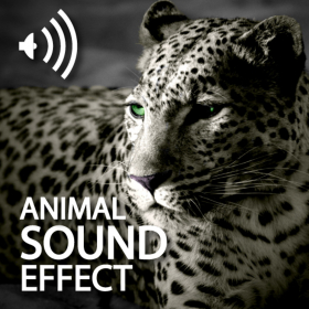 couverture jeu vidéo Animal Sounds Effects