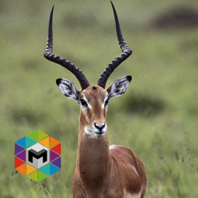 couverture jeu vidéo Antelope Simulator