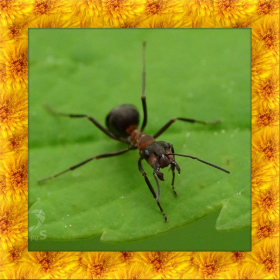couverture jeu vidéo Black Ant Simulator 3D