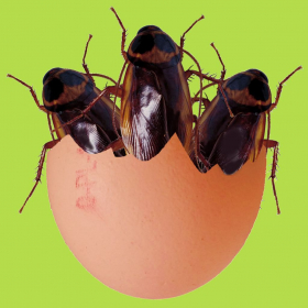 couverture jeu vidéo Blattodephobia