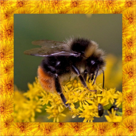 couverture jeu vidéo Bumble Bee Simulator 3D