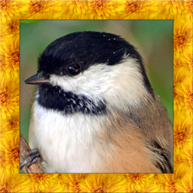 couverture jeu vidéo Chickadee Bird Simulator
