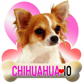 couverture jeu vidéo Chihuahua IO