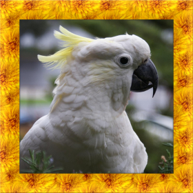 couverture jeu vidéo Cockatoo Simulator 3D