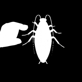 couverture jeu vidéo Cockroaches