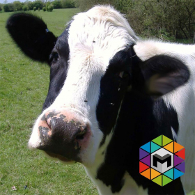 couverture jeu vidéo Cow Simulator