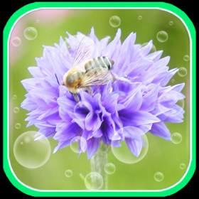 couverture jeu vidéo Crazy Flower Picture Free
