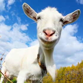 couverture jeu vidéo Crazy Goat