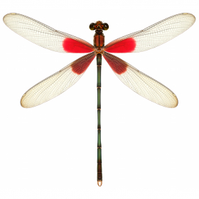 couverture jeu vidéo Damselfly Catcher