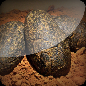 couverture jeu vidéo Dinosaur 3D Jurassic Egg Juggle Simulator - Jeu gratuit