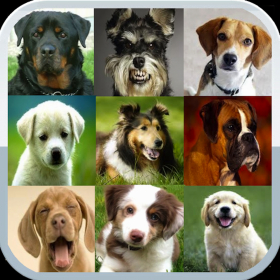 couverture jeu vidéo Dog Matcher