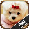 couverture jeu vidéo Dog Quiz PRO - All about Dogs 101 Guide Training
