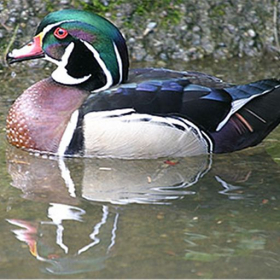 couverture jeu vidéo Duck Calls