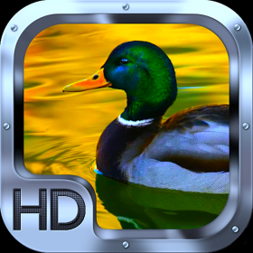 couverture jeu vidéo Duck Hunting Master Pro