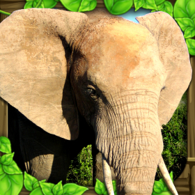couverture jeu vidéo Elephant Simulator