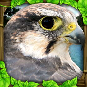 couverture jeu vidéo Falcon Simulator