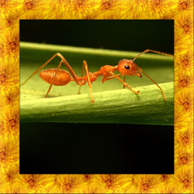 couverture jeu vidéo Fire Ant Simulator 3D
