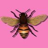 couverture jeu vidéo Fly Solitaire