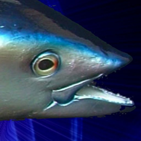 couverture jeux-video Flying Fish