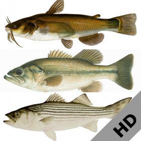 couverture jeu vidéo Freshwater Fish ID South(HD)