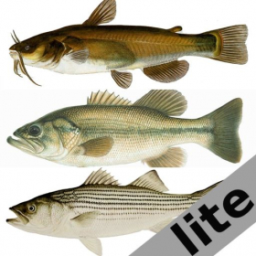 couverture jeu vidéo Freshwater Fish ID South lite