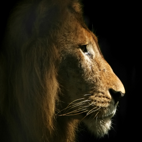 couverture jeu vidéo Furtif Lion - Un saut Zoo sauvage et Escape histoire 2D GRATUIT