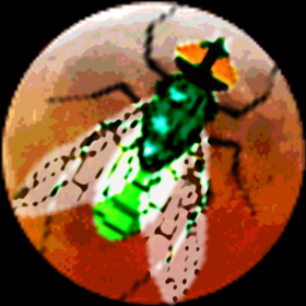 couverture jeu vidéo Galactic Insects