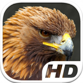 couverture jeu vidéo Golden Eagle Simulator HD Animal Life
