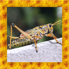 couverture jeu vidéo Grasshopper Simulator