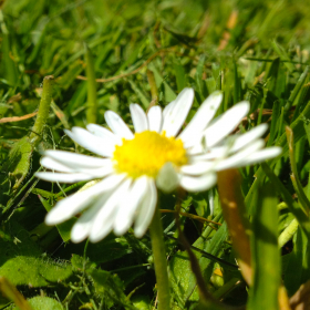 couverture jeu vidéo Green Fingers