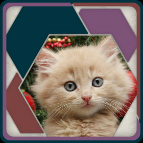 couverture jeux-video HexSaw - Kittens