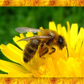 couverture jeu vidéo Honey Bee Simulator 3D