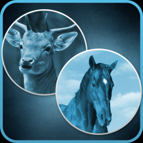 couverture jeu vidéo HorseOrDeer !