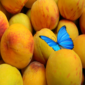 couverture jeu vidéo Hungry Butterfly