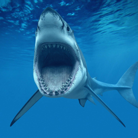 couverture jeu vidéo Hungry Shark Pro