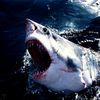couverture jeu vidéo Hungry Sharks Attack Simulator Pro - Great White Fish Revenge Under Frozen Water
