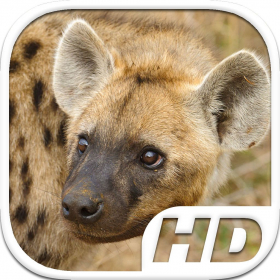 couverture jeux-video Hyena Simulator HD Animal Life