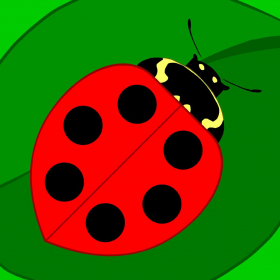 couverture jeu vidéo Insectes Mathématiques