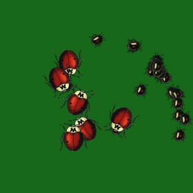 couverture jeu vidéo Insectes